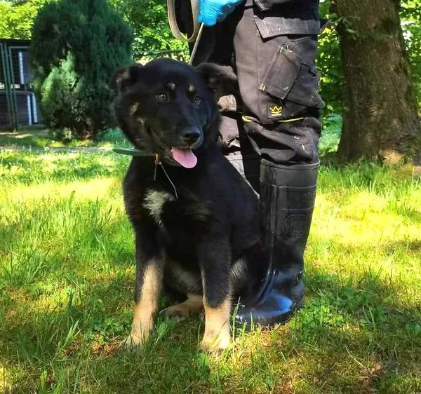 Znaleziono psa, Bytom, 27 maja 2024