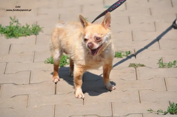 Pies do adopcji, Nowy Dwór Mazowiecki, 26 maja 2024 (2/5)