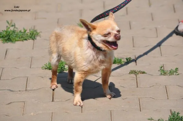 Pies do adopcji, Nowy Dwór Mazowiecki, 26 maja 2024 (3/5)