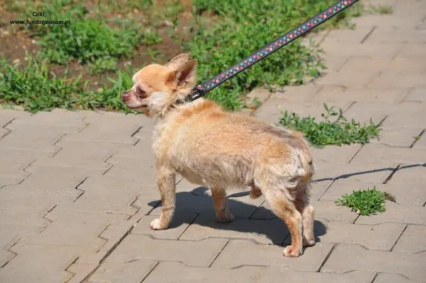 Pies do adopcji, Nowy Dwór Mazowiecki, 26 maja 2024 (4/5)