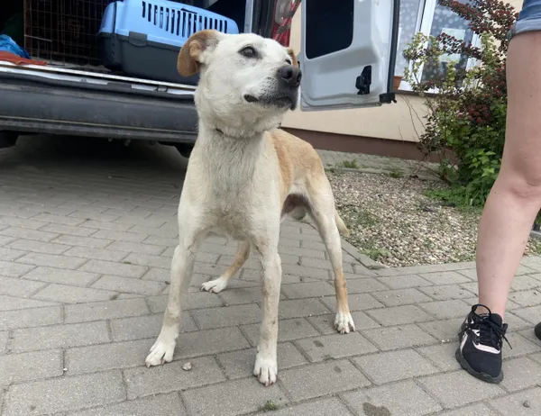 Znaleziono psa, Świdnica, 27 maja 2024