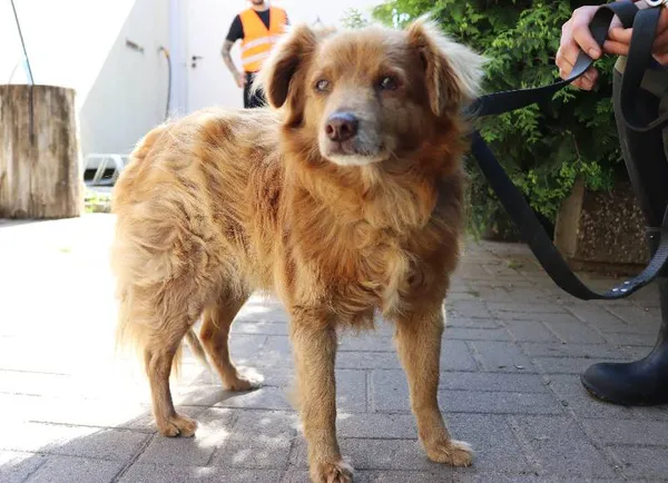 Znaleziono psa, Łódź, 26 maja 2024 (1/3)