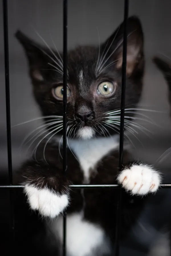 Kot do adopcji, Sosnowiec, 17 maja 2024