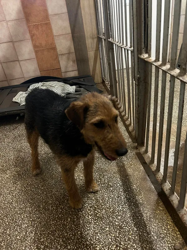 Pies do adopcji, Włocławek, 26 maja 2024 (1/3)