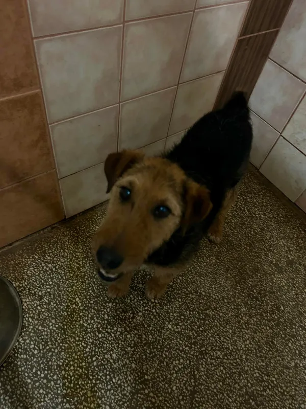 Pies do adopcji, Włocławek, 26 maja 2024 (2/3)