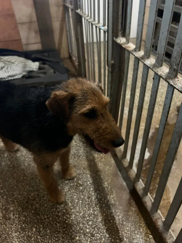 Pies do adopcji, Włocławek, 26 maja 2024 (3/3)