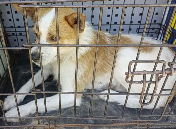 Znaleziono psa, Radom, 26 maja 2024