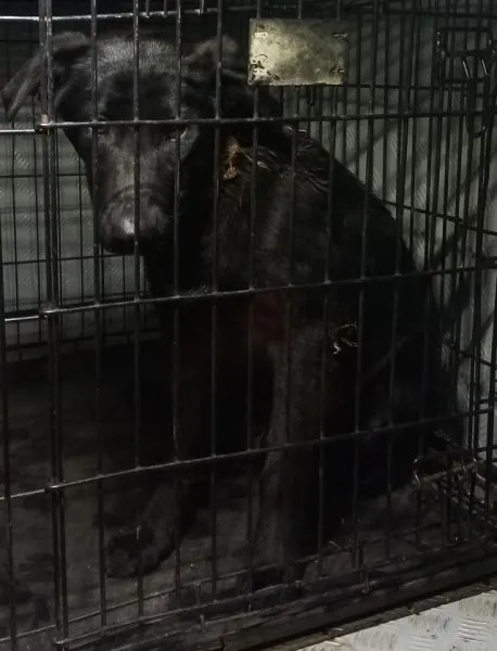 Znaleziono psa, Radom, 25 maja 2024