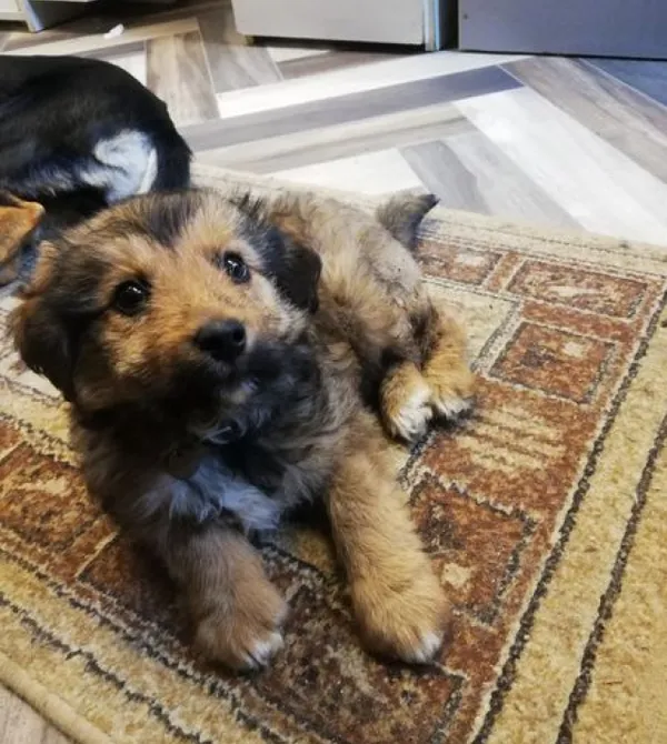 Pies do adopcji, Konin, 5 maja 2024 (1/3)