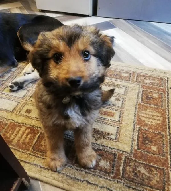 Pies do adopcji, Konin, 5 maja 2024 (2/3)