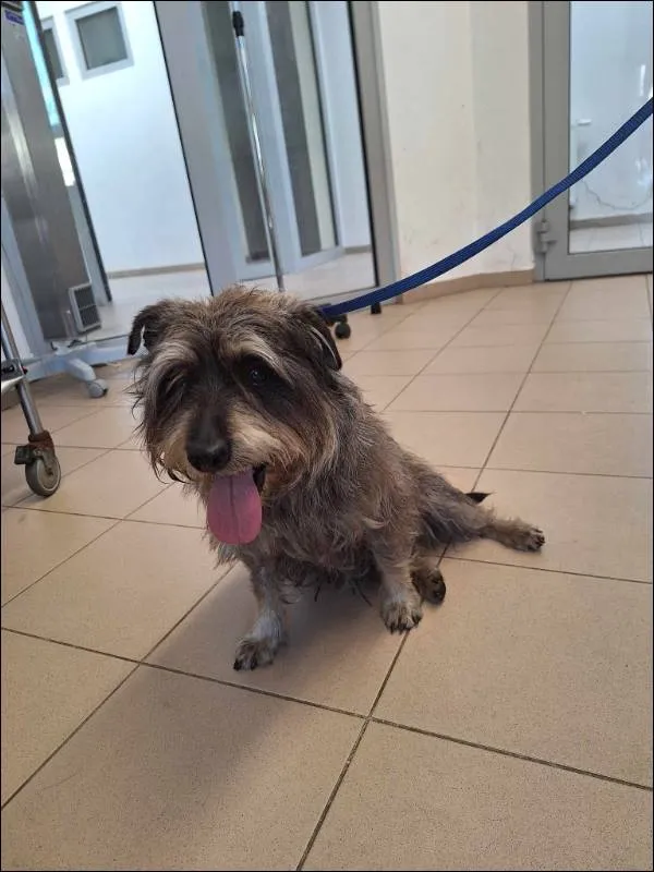 Znaleziono psa, Grudziądz, 27 maja 2024