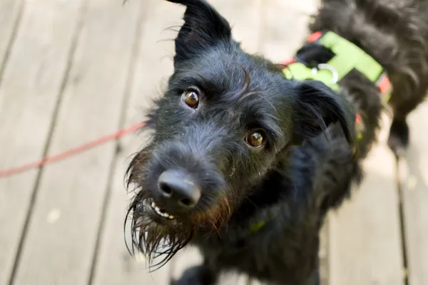 Pies do adopcji, Sosnowiec, 27 maja 2024 (5/5)