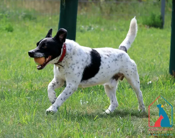 Pies do adopcji, Węgrowo, 16 maja 2024 (2/5)