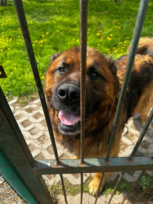 Pies do adopcji, Korabiewice, 27 maja 2024 (2/5)