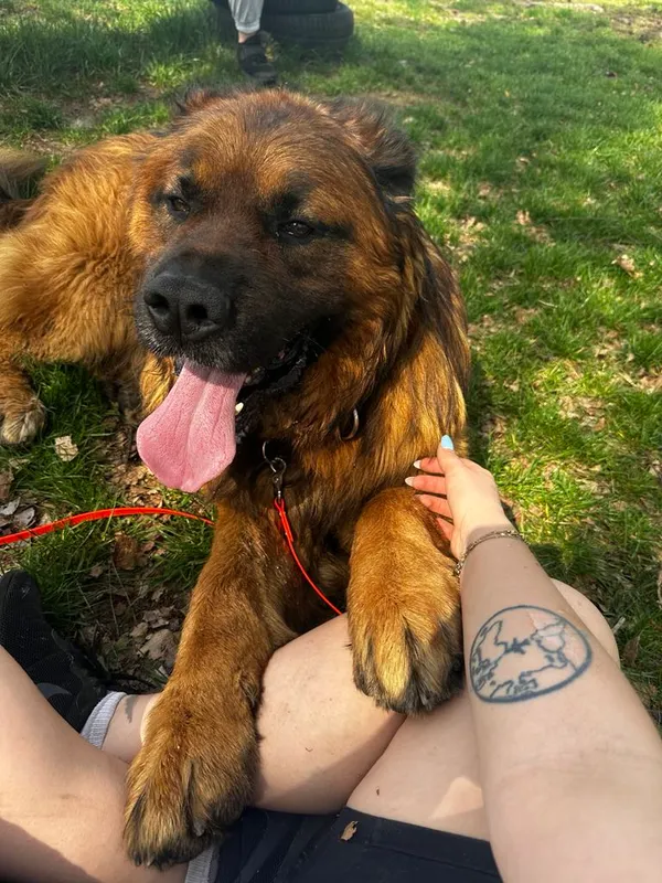 Pies do adopcji, Korabiewice, 27 maja 2024 (3/5)