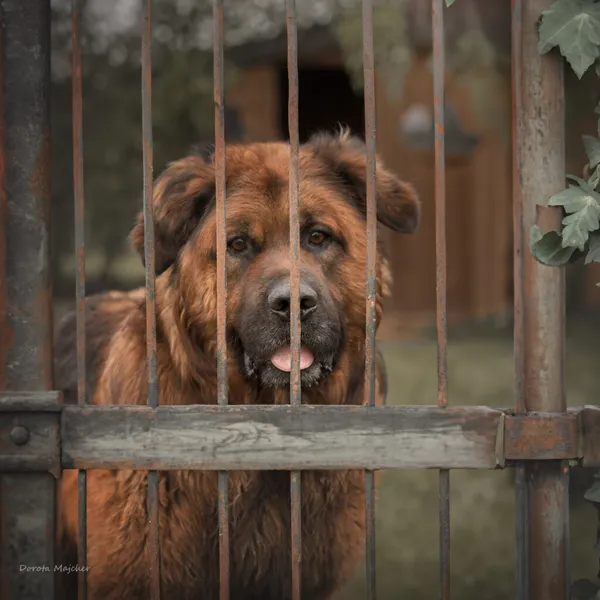 Pies do adopcji, Korabiewice, 27 maja 2024 (5/5)