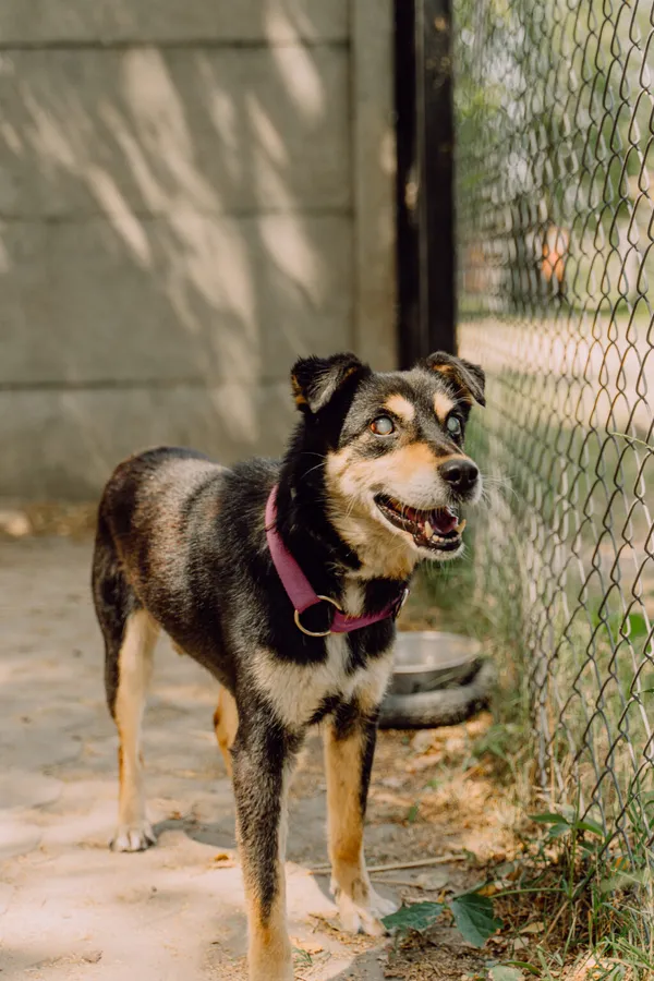 Pies do adopcji, Korabiewice, 27 maja 2024 (1/5)