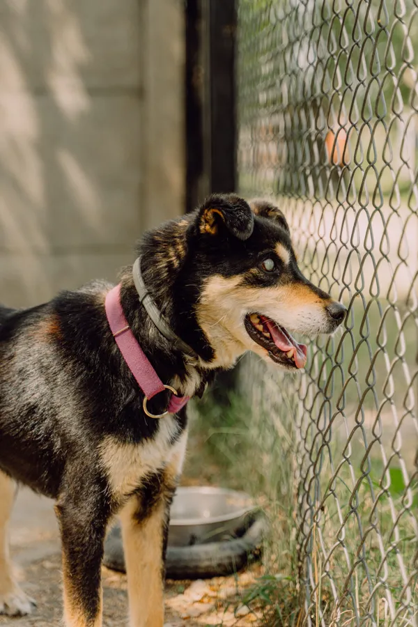 Pies do adopcji, Korabiewice, 27 maja 2024 (2/5)