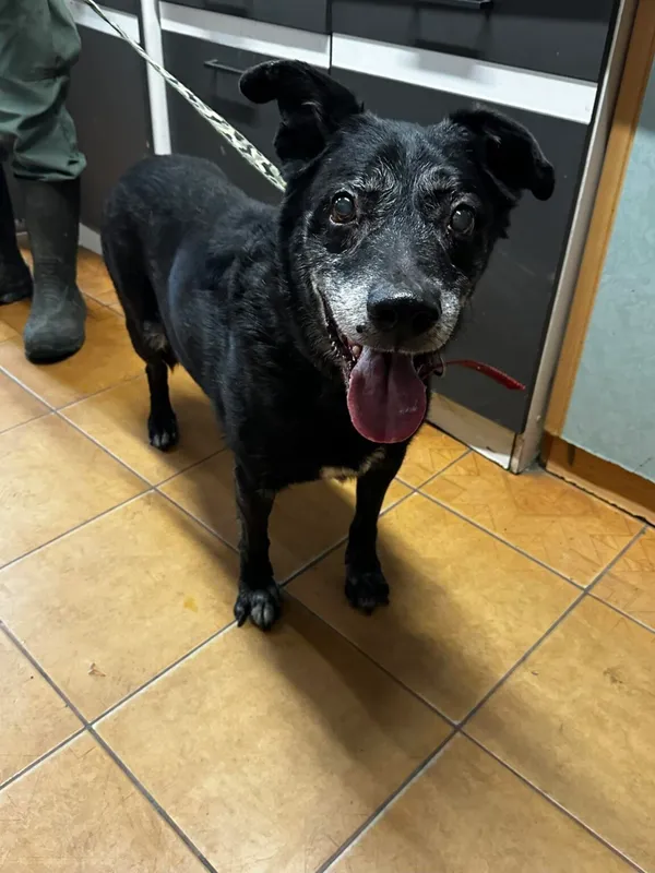 Pies do adopcji, Korabiewice, 27 maja 2024 (1/3)