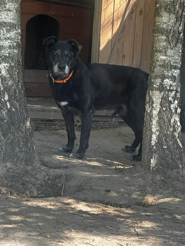 Pies do adopcji, Korabiewice, 27 maja 2024 (2/3)