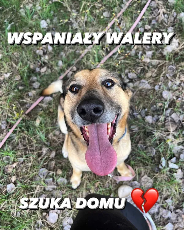 Pies do adopcji, Korabiewice, 27 maja 2024 (2/4)
