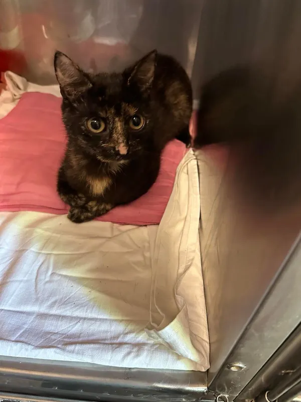 Kot do adopcji, Włocławek, 27 maja 2024