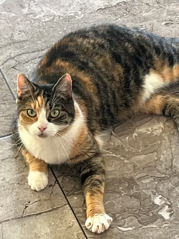 Zaginął kot, Ulim, 28 maja 2024 (1/2)