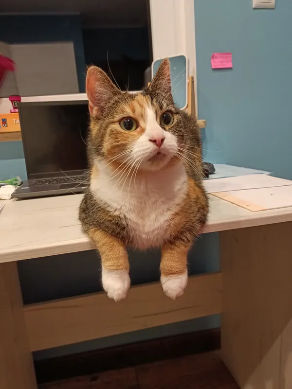 Zaginął kot, Ulim, 28 maja 2024 (2/2)