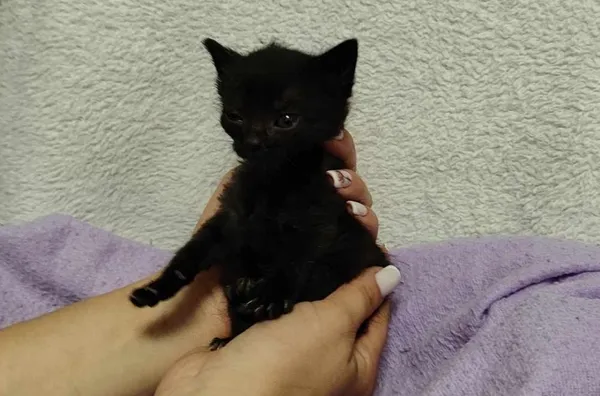 Znaleziono kota, Toruń, 25 maja 2024