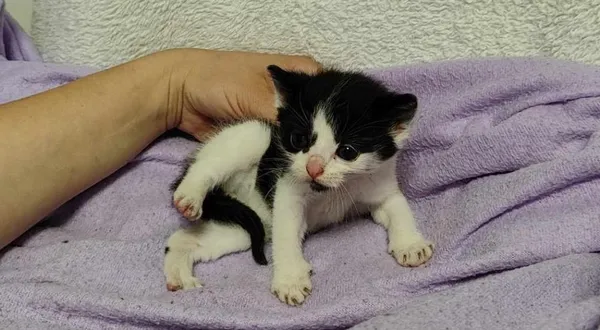 Znaleziono kota, Toruń, 25 maja 2024