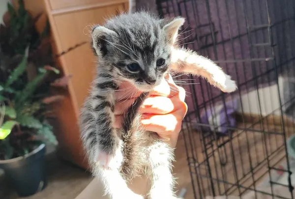 Znaleziono kota, Toruń, 24 maja 2024