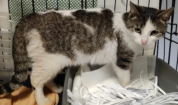 Znaleziono kota, Toruń, 23 maja 2024