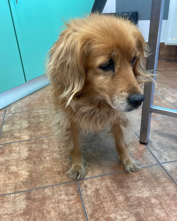 Pies do adopcji, gmina Dobra (Szczecińska), 9 maja 2024