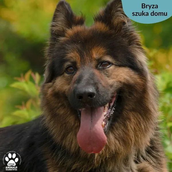 Pies do adopcji, Dąbrówka, 28 maja 2024 (1/5)