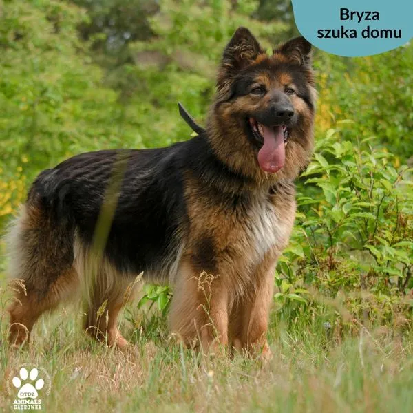 Pies do adopcji, Dąbrówka, 28 maja 2024 (2/5)