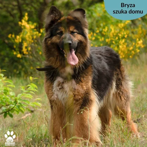 Pies do adopcji, Dąbrówka, 28 maja 2024 (3/5)