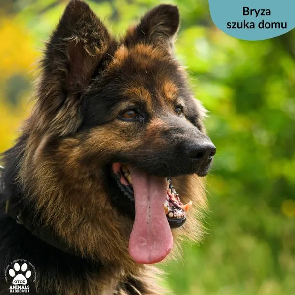 Pies do adopcji, Dąbrówka, 28 maja 2024 (4/5)