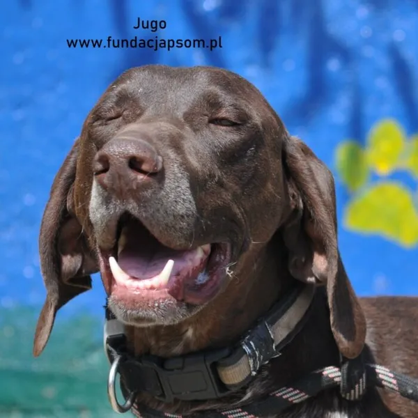 Pies do adopcji, Nowy Dwór Mazowiecki, 28 maja 2024 (1/5)