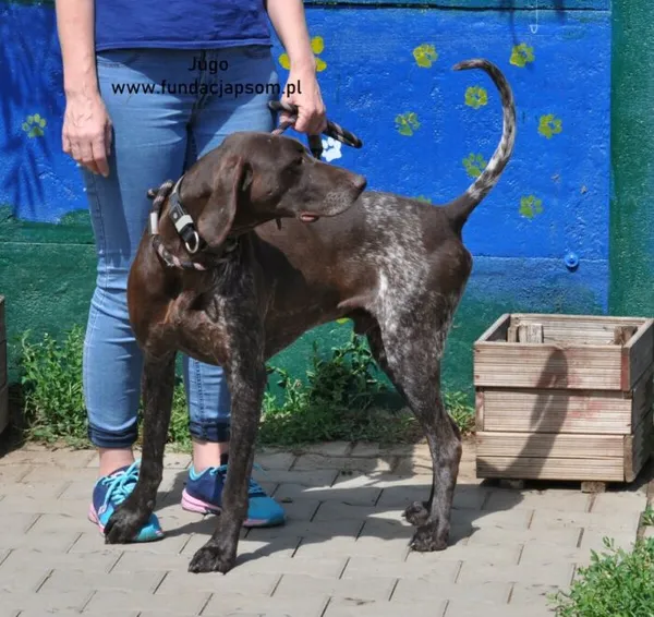 Pies do adopcji, Nowy Dwór Mazowiecki, 28 maja 2024 (3/5)