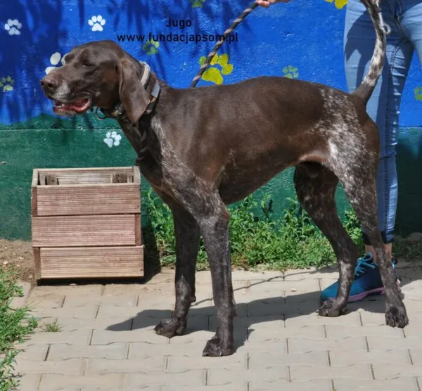 Pies do adopcji, Nowy Dwór Mazowiecki, 28 maja 2024 (5/5)