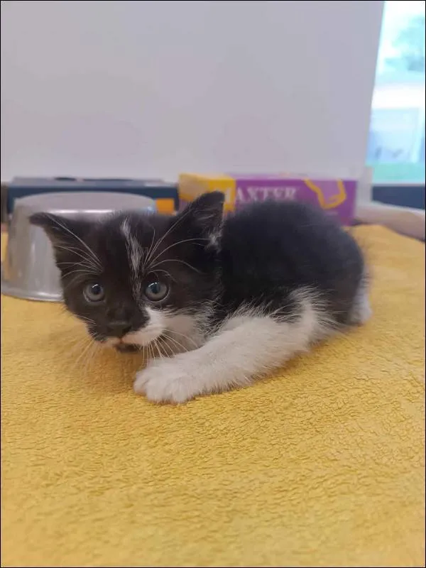 Znaleziono kota, Grudziądz, 28 maja 2024