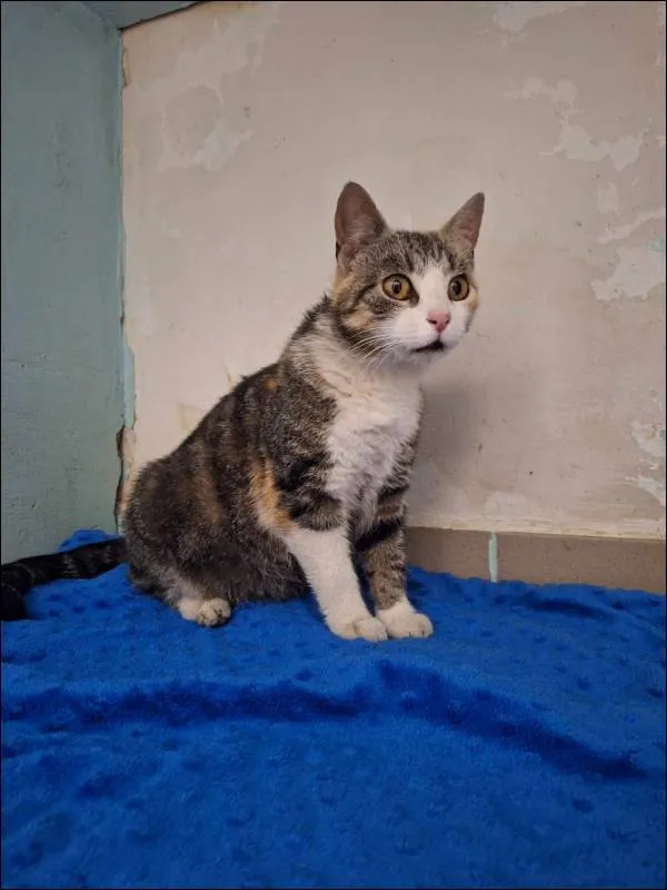 Znaleziono kota, Grudziądz, 28 maja 2024