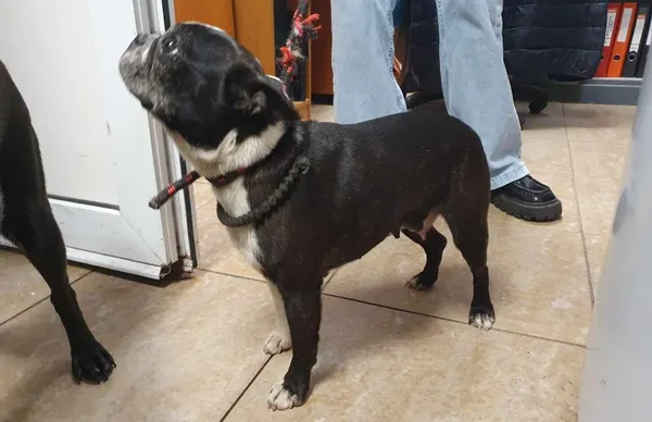 Znaleziono psa, Toruń, 27 maja 2024