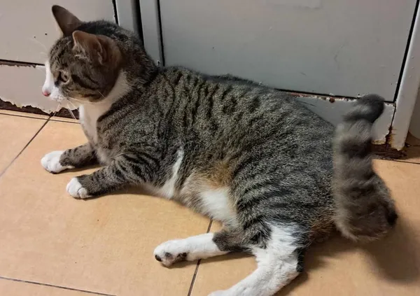 Znaleziono kota, Toruń, 25 maja 2024