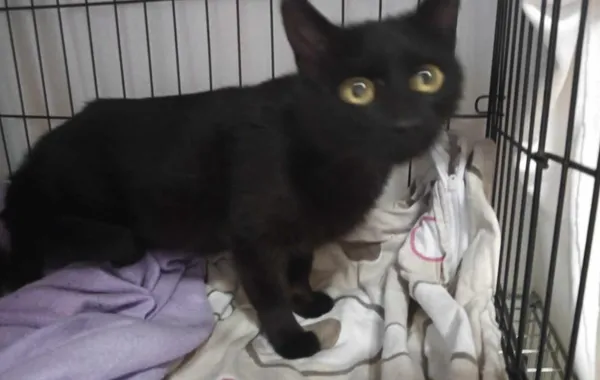 Znaleziono kota, Toruń, 25 maja 2024