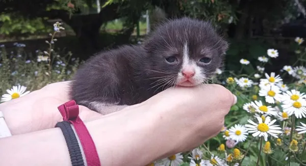 Znaleziono kota, Toruń, 25 maja 2024