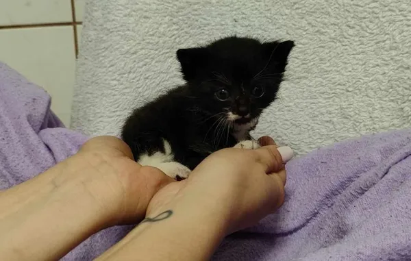 Znaleziono kota, Toruń, 25 maja 2024