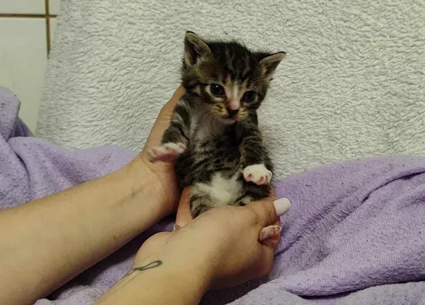 Znaleziono kota, Toruń, 25 maja 2024