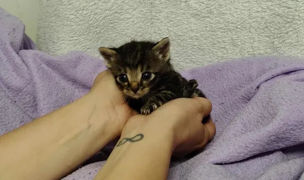 Znaleziono kota, Toruń, 25 maja 2024