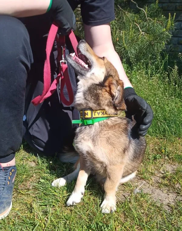 Pies do adopcji, Przyborówko, 28 maja 2024 (1/3)